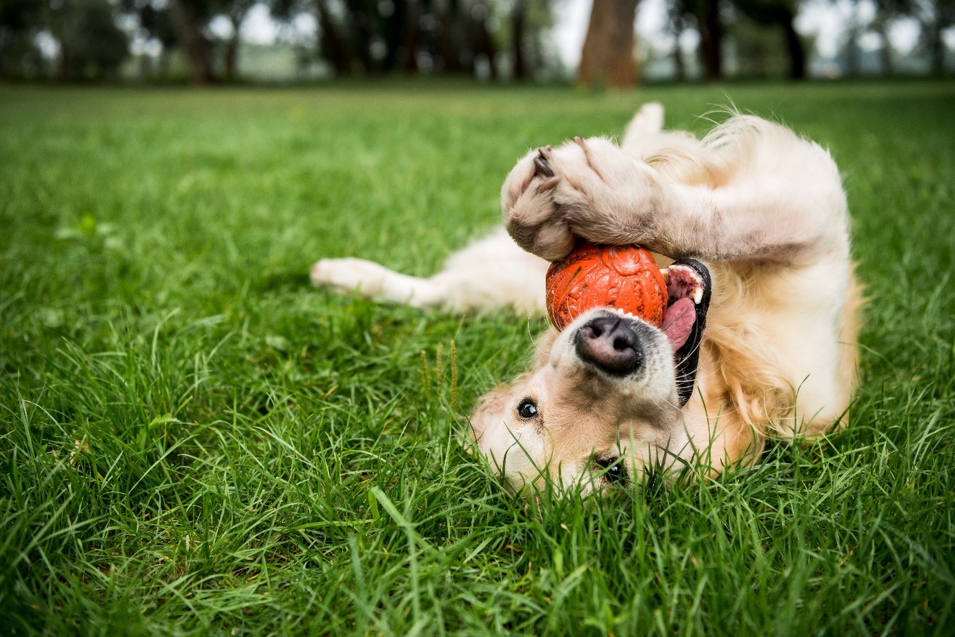 Intolérances alimentaire du chien : causes et traitements