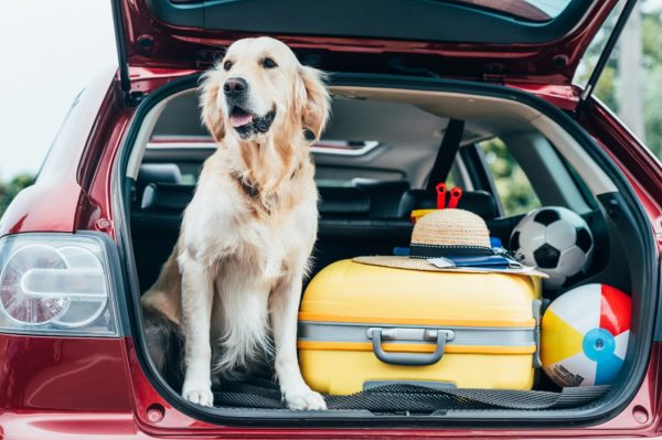 Automobile : voyager avec son chien